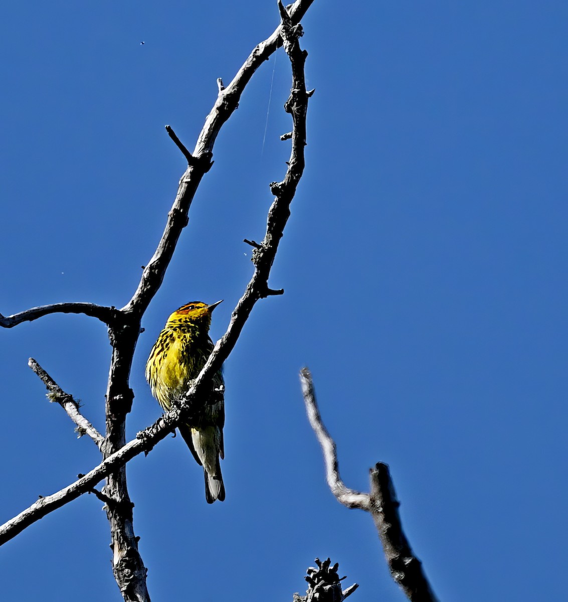 Cape May Warbler - ML608279027