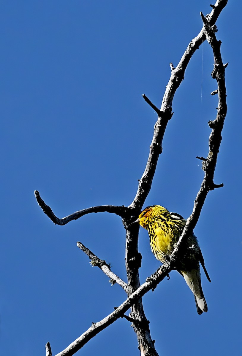 Cape May Warbler - Paul Arneson