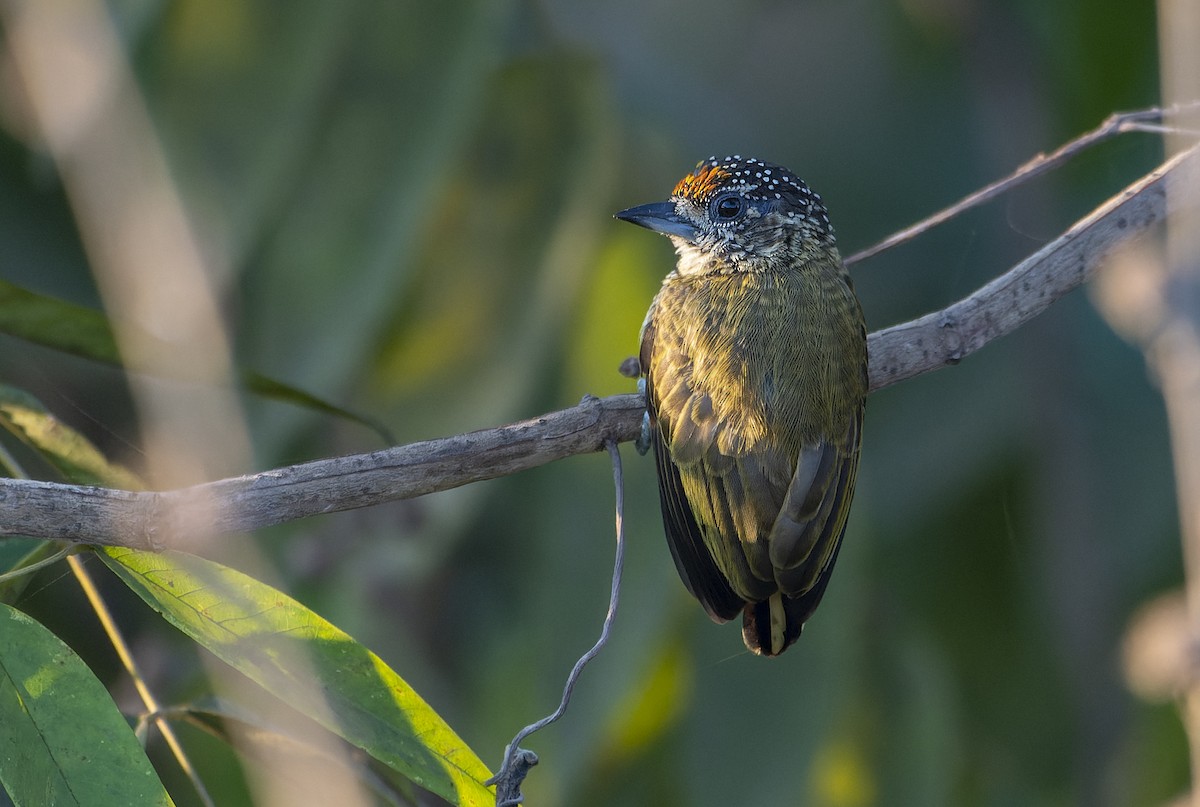 Bar-breasted Piculet - ML608279079