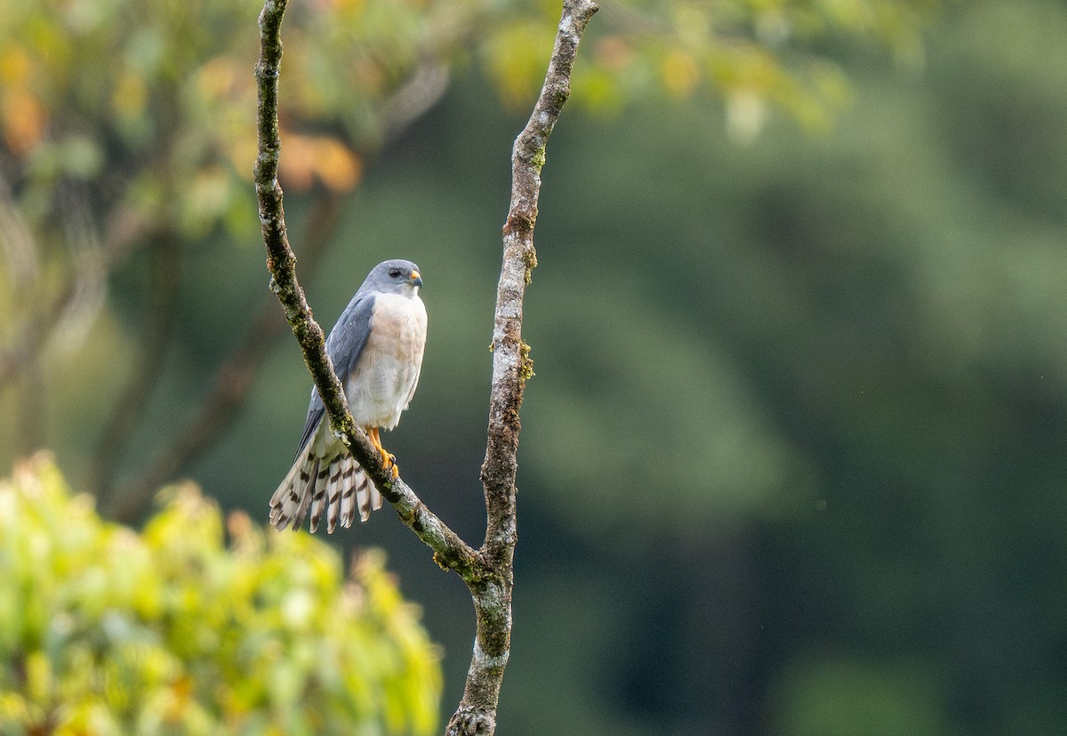 Chinese Sparrowhawk - ML608279885