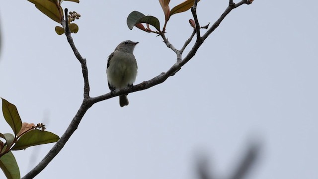 Yellow-crowned Tyrannulet - ML608280086