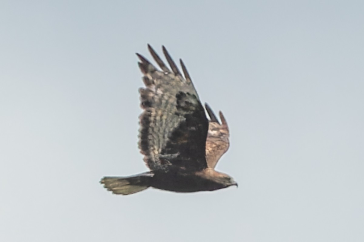 Red-tailed Hawk - ML608280300