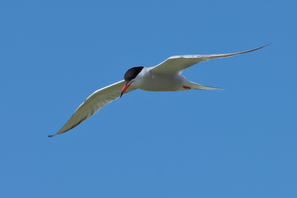 Common Tern - ML608280725