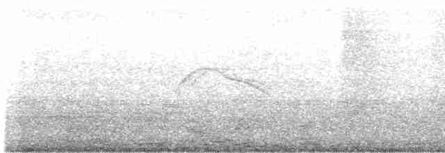Weißschwanz-Nachtschwalbe - ML608280875
