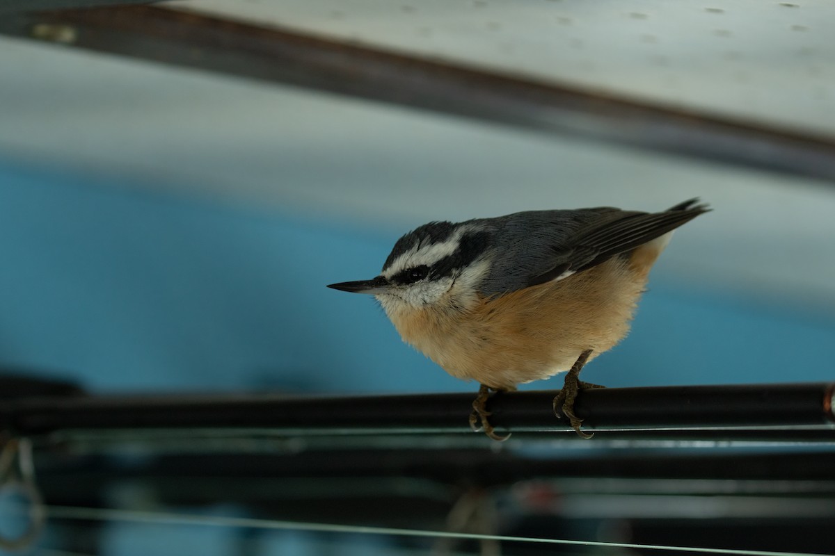 Red-breasted Nuthatch - ML608280928