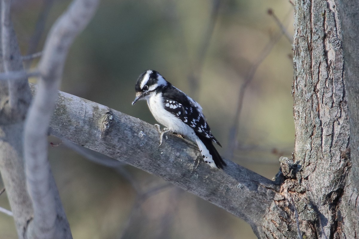 Downy Woodpecker (Eastern) - ML608281136