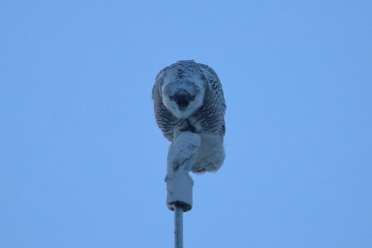 Snowy Owl - ML608281232
