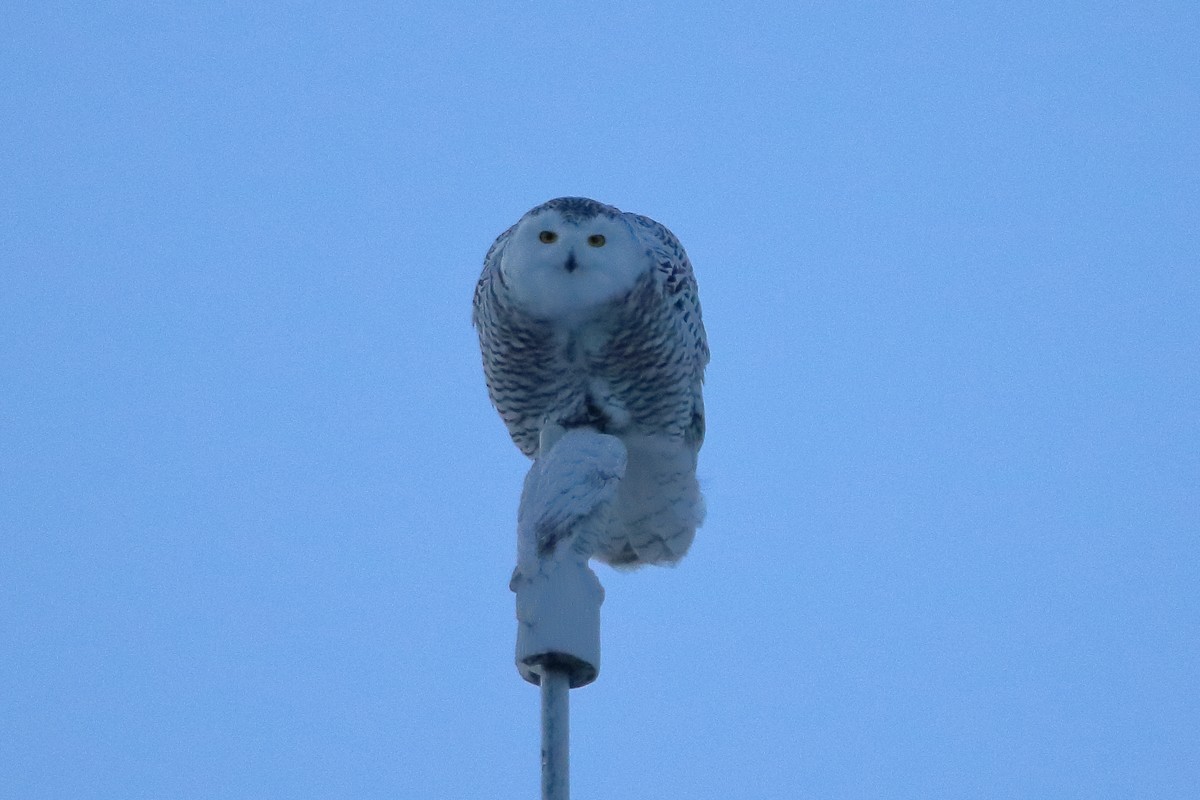 Snowy Owl - ML608281233
