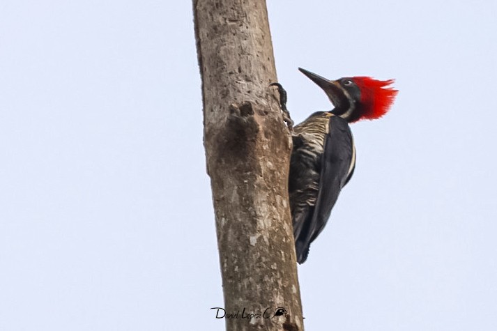 Lineated Woodpecker - ML608281587