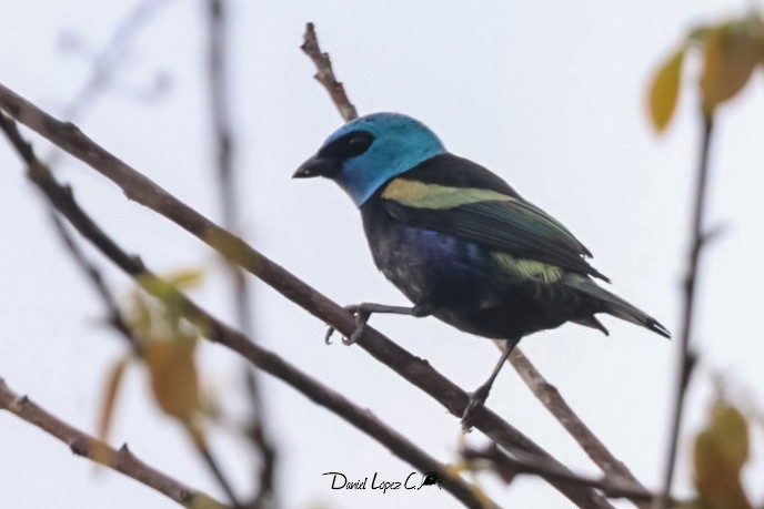 Blue-necked Tanager - ML608281604