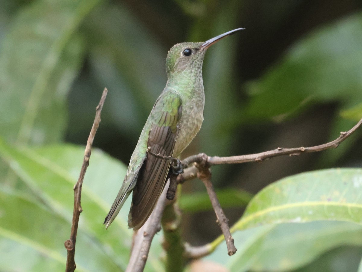Scaly-breasted Hummingbird - ML608281789
