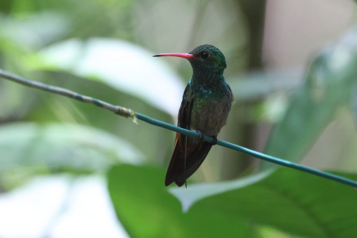 Rufous-tailed Hummingbird - ML608281891