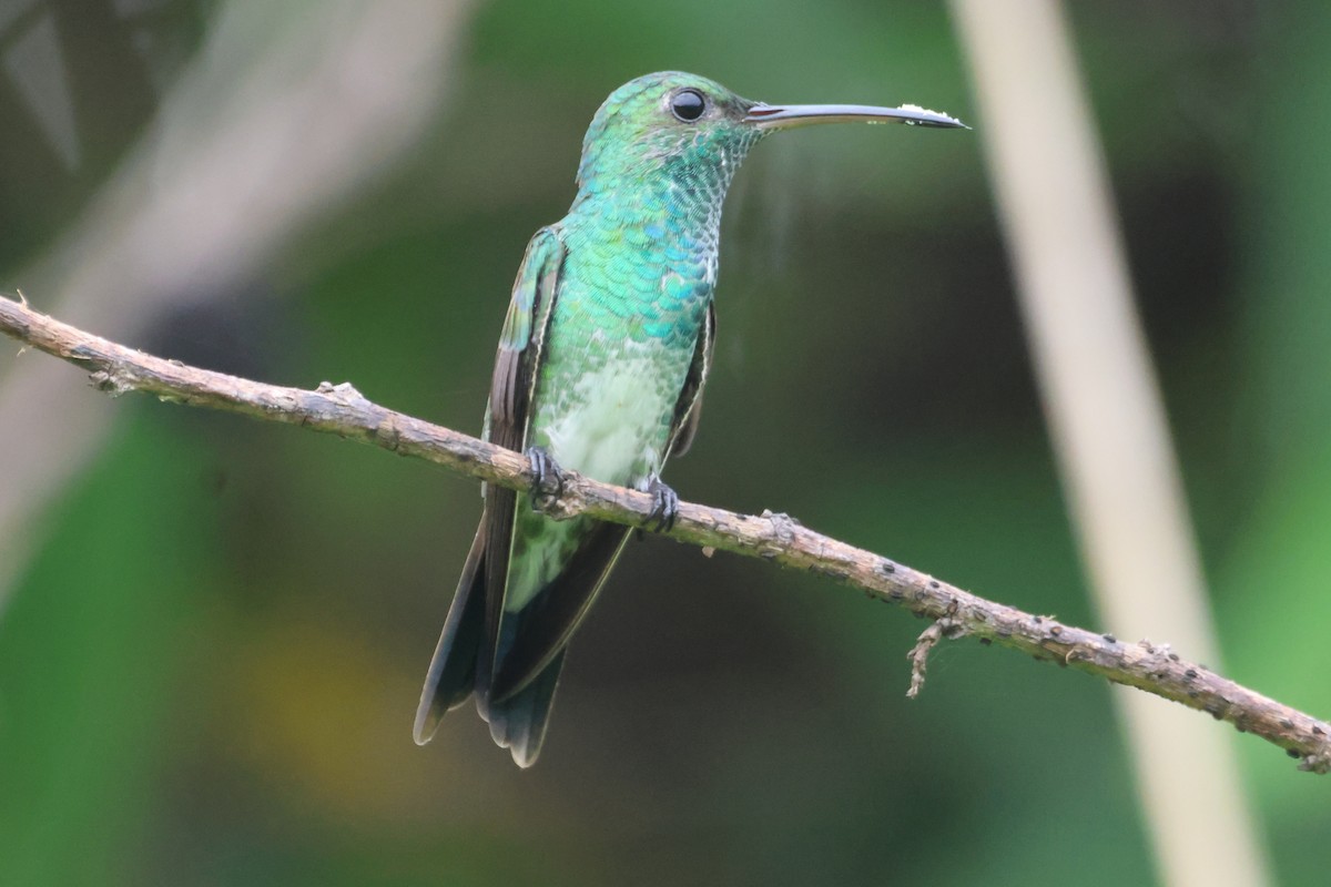 Shining-green Hummingbird - ML608282467