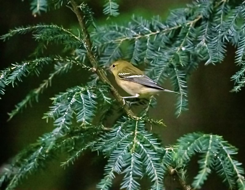 Bay-breasted Warbler - ML608282889