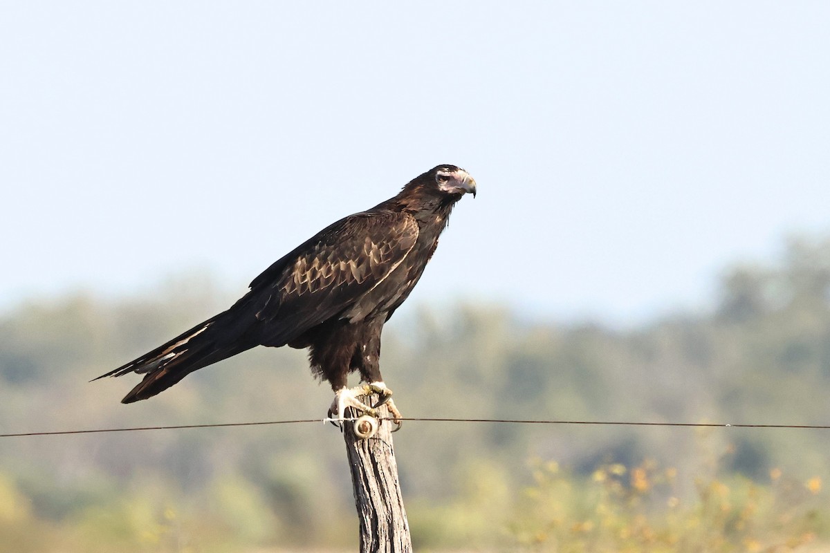 Wedge-tailed Eagle - ML608283150
