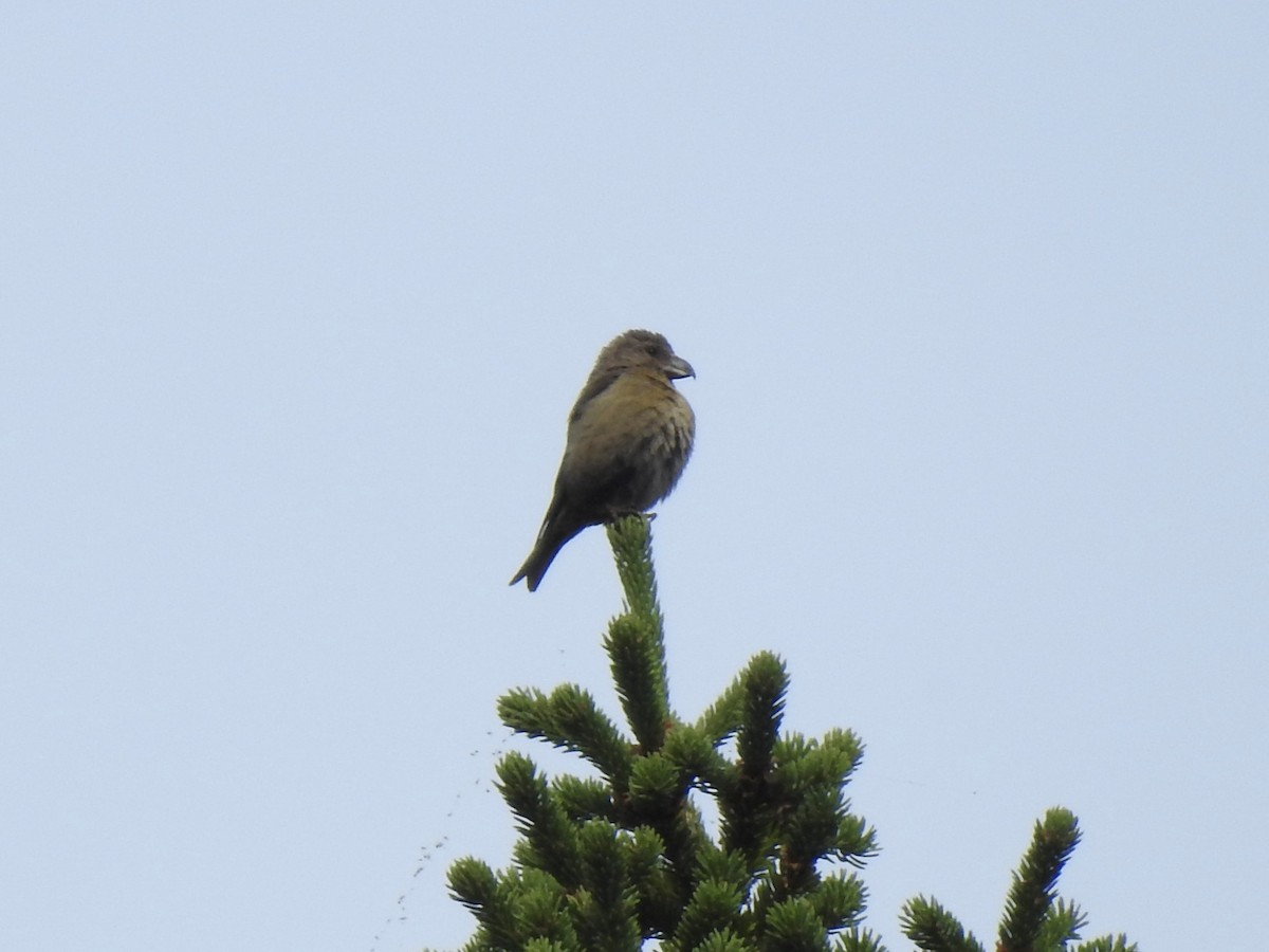 Red Crossbill (Glip or type C) - ML608283223
