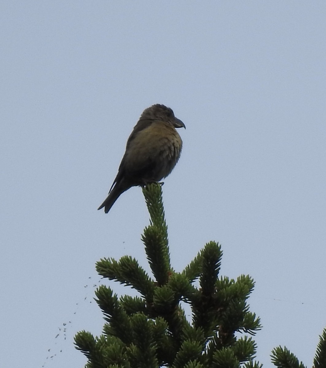 Red Crossbill (Glip or type C) - ML608283224