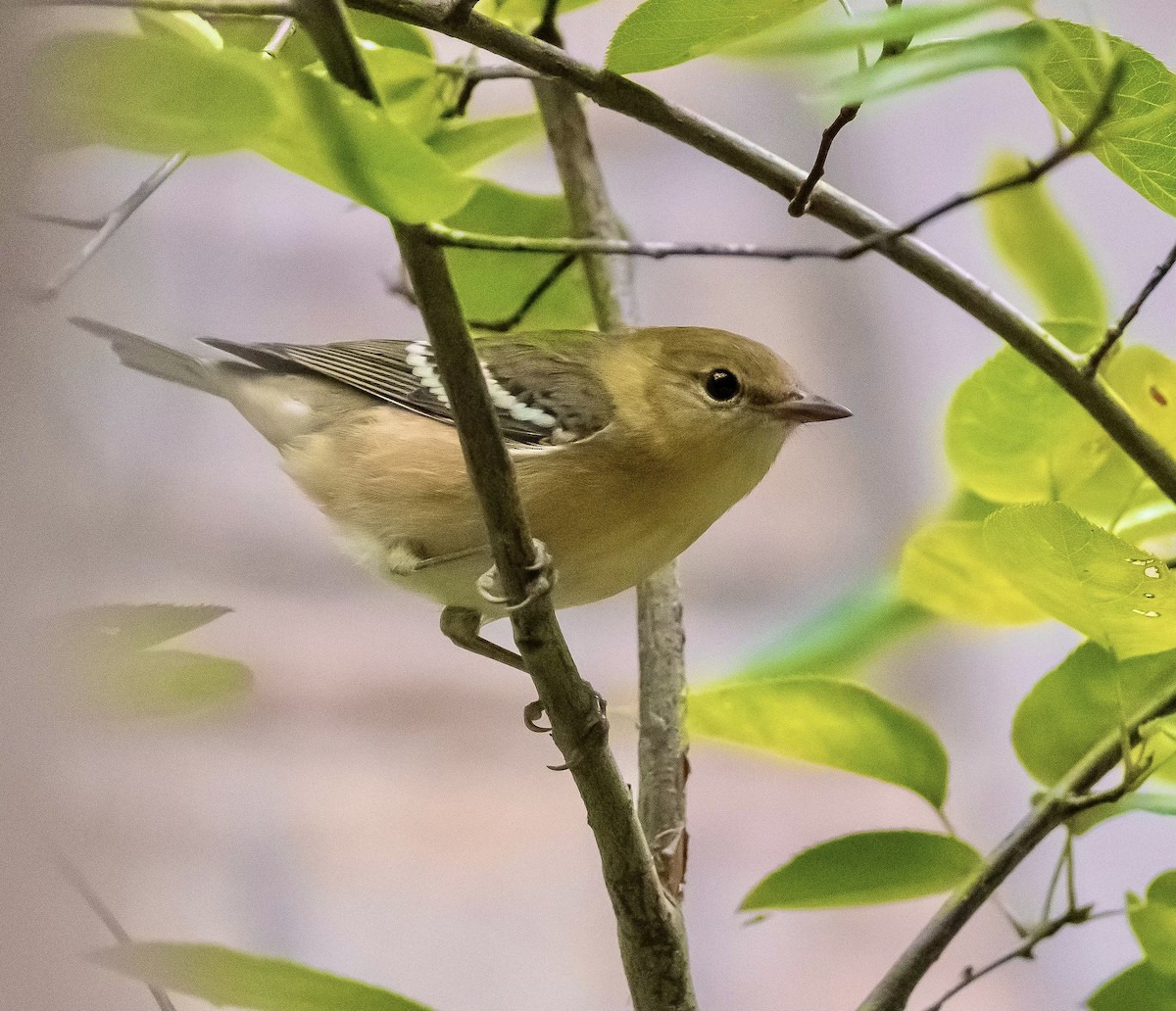 Bay-breasted Warbler - ML608283385