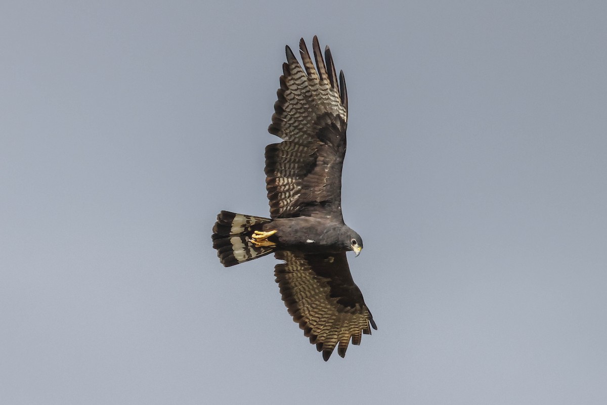 Zone-tailed Hawk - ML608283549