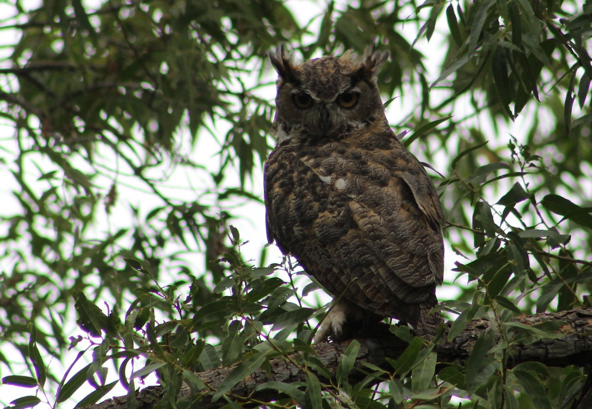 Great Horned Owl - ML608283770