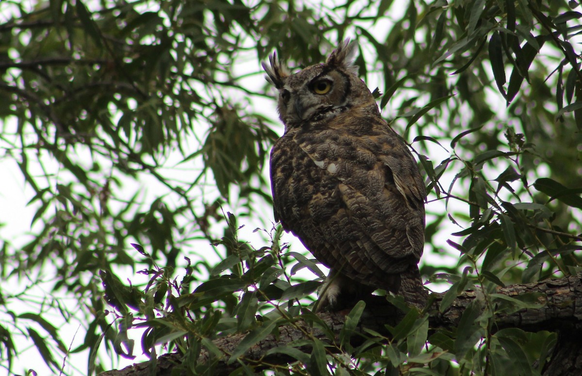 Great Horned Owl - ML608283785