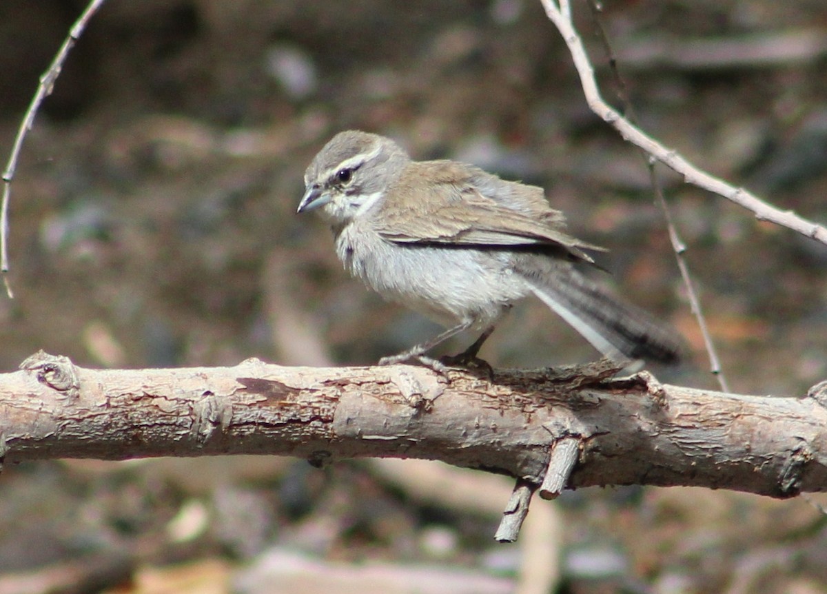 Black-throated Sparrow - ML608283872