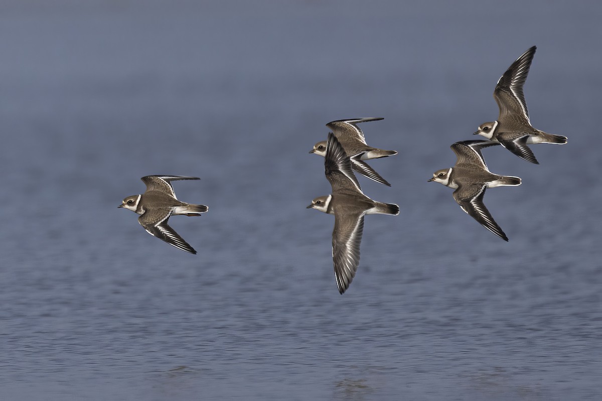 Semipalmated Plover - ML608283953