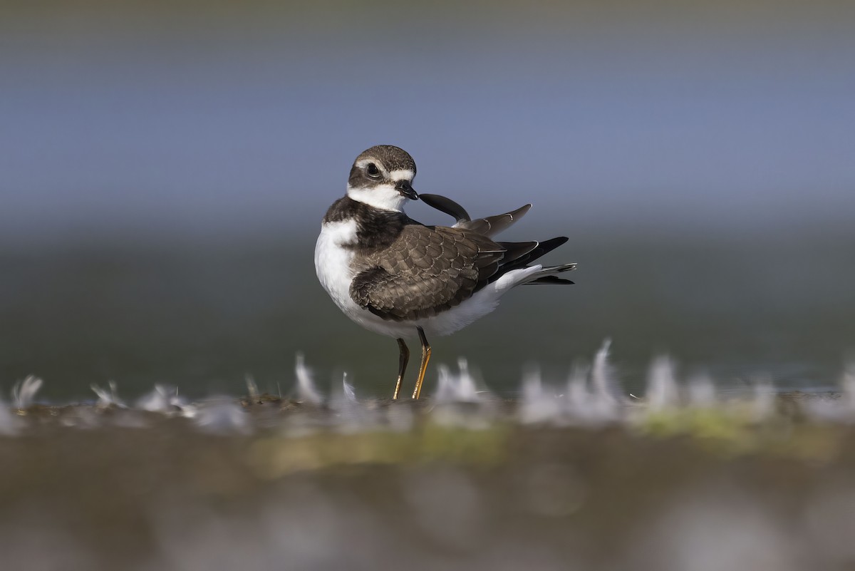 Semipalmated Plover - ML608283956