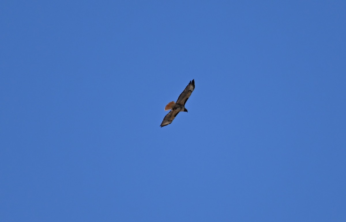 Red-tailed Hawk - ML608284080