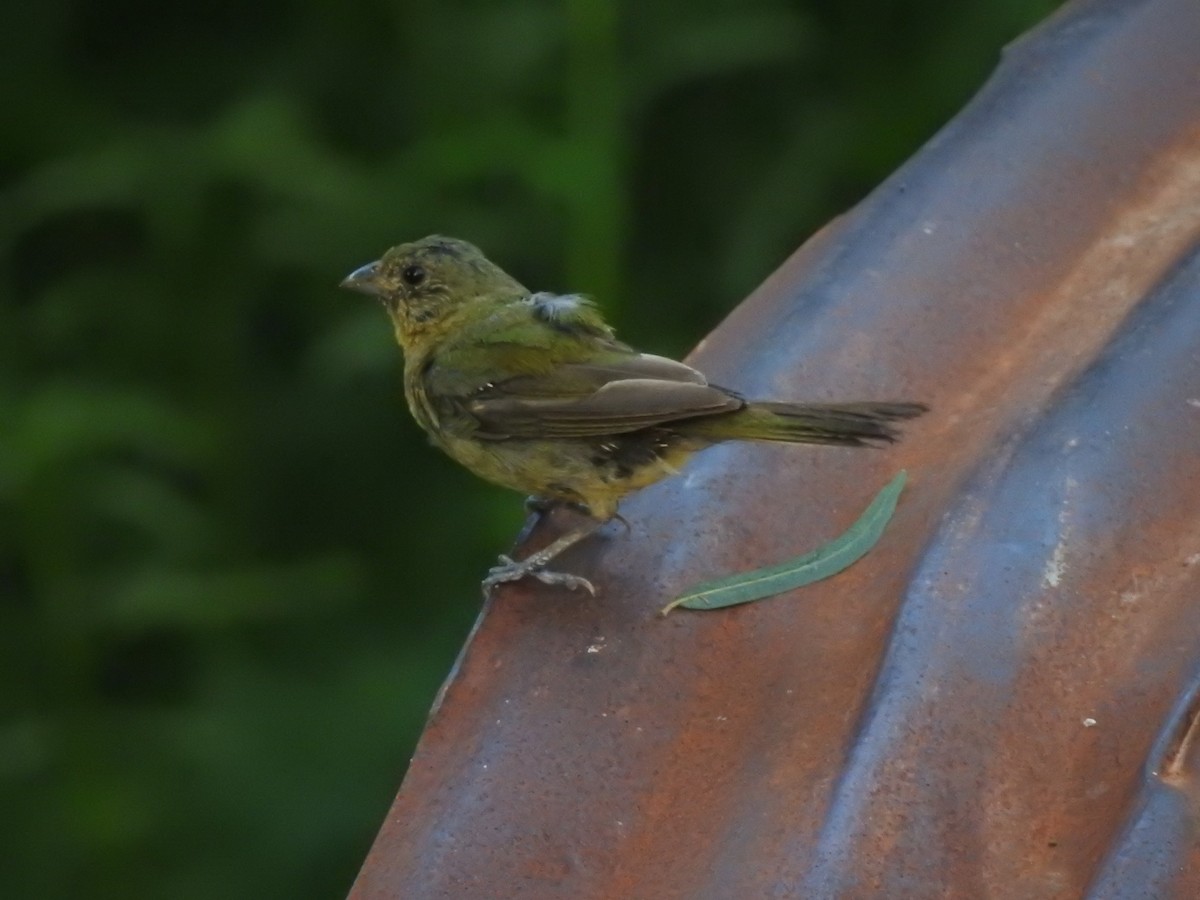 Painted Bunting - ML608284412