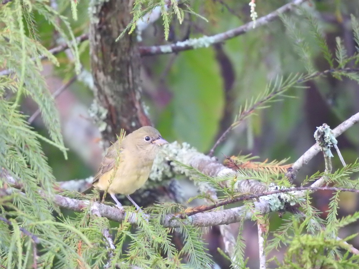 Painted Bunting - ML608284422