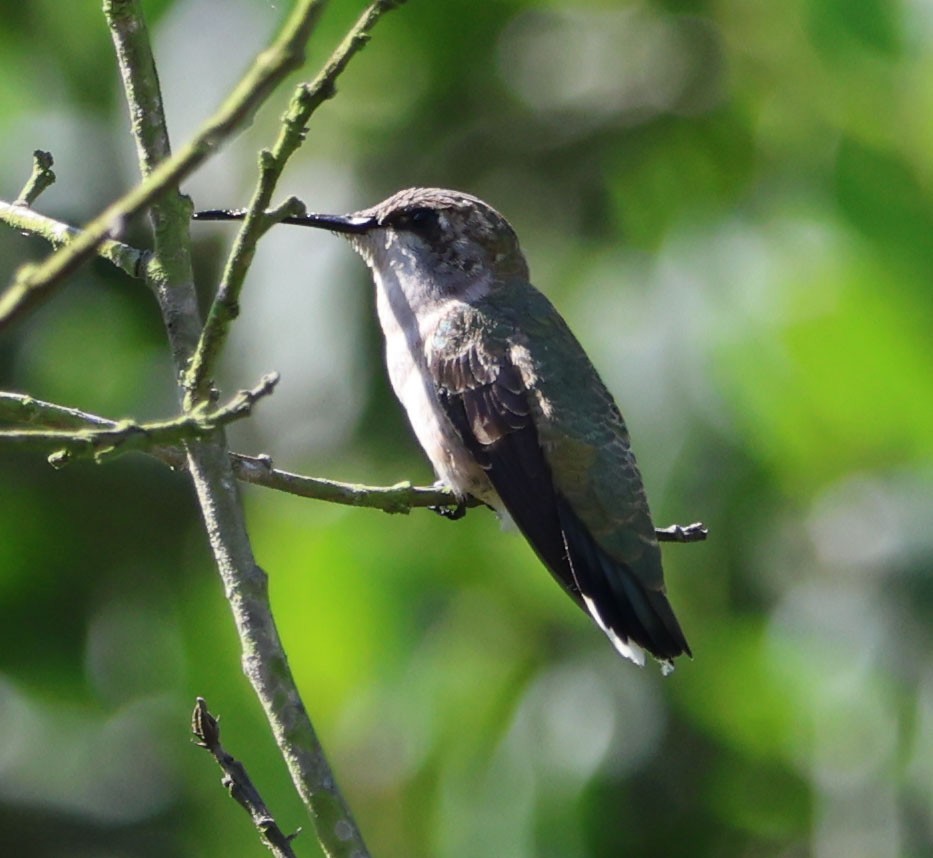 Black-chinned Hummingbird - ML608284789