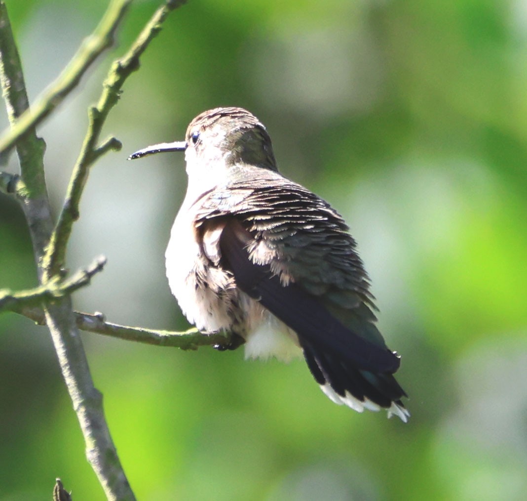 Black-chinned Hummingbird - Diane Etchison
