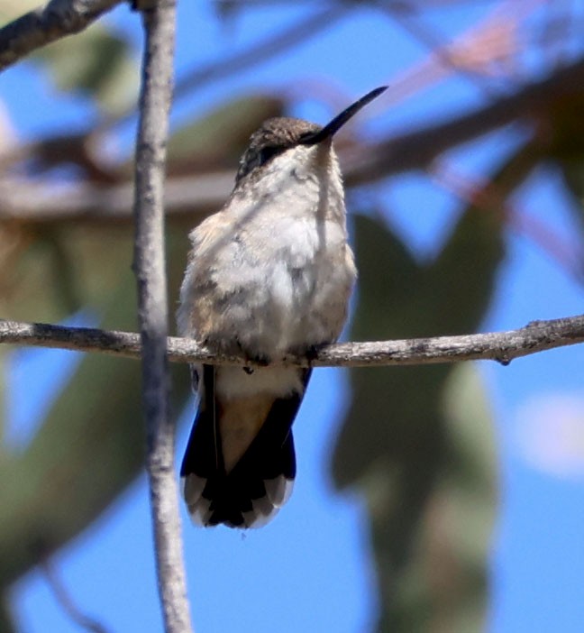 Black-chinned Hummingbird - ML608284791