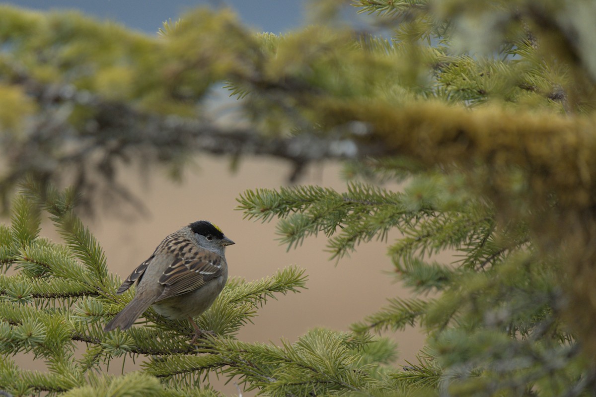 Golden-crowned Sparrow - ML608284982