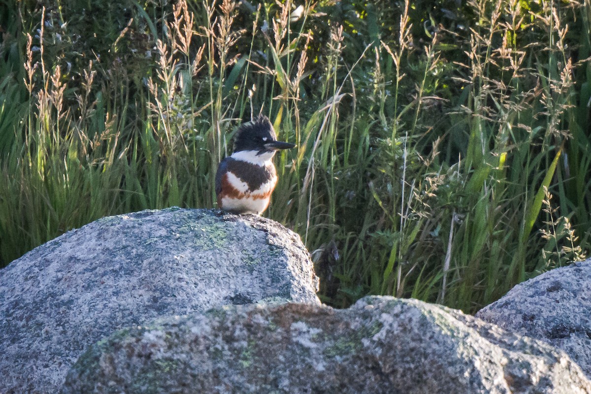 Belted Kingfisher - ML608285318