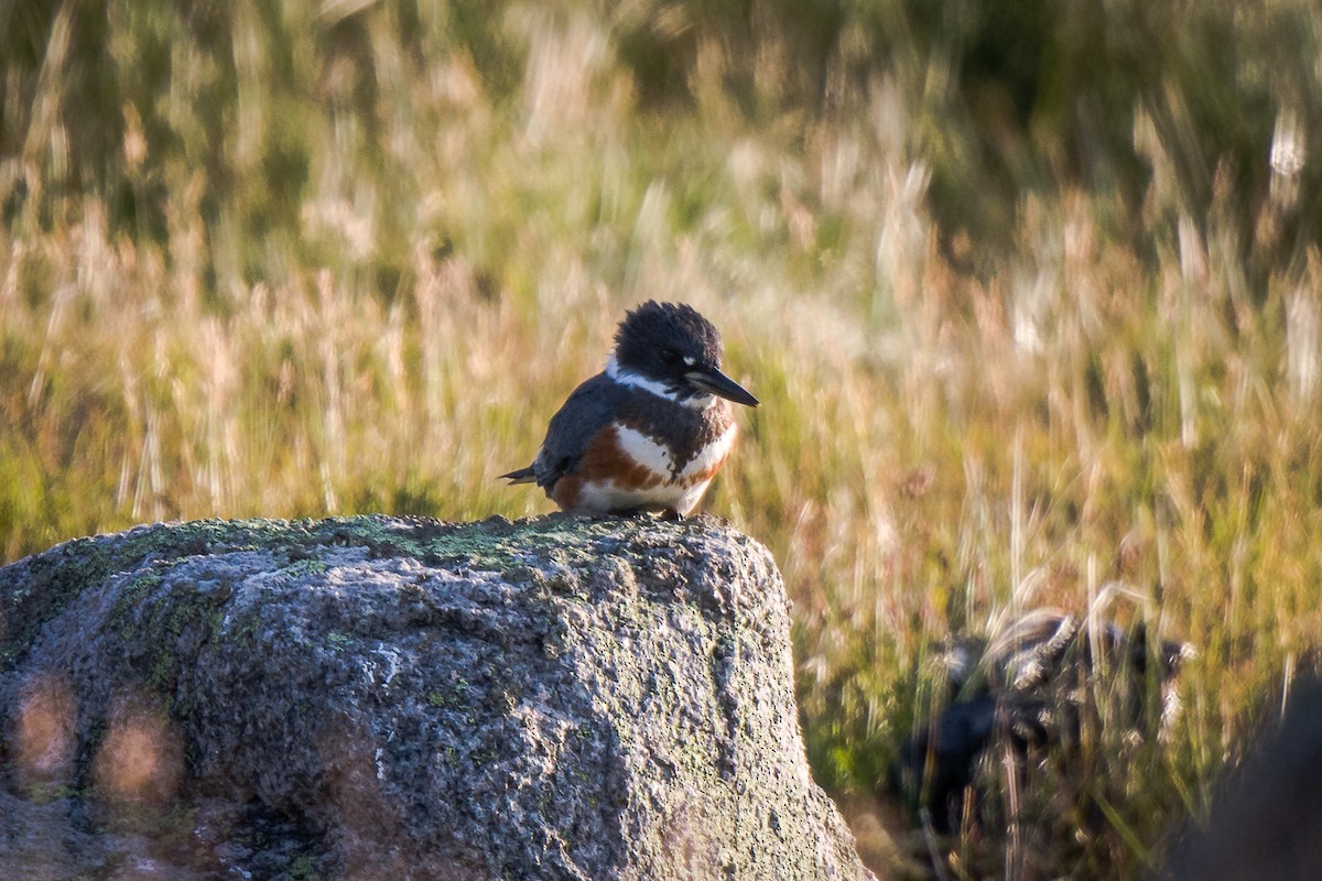 Belted Kingfisher - ML608285319