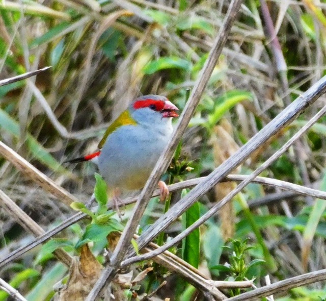 Red-browed Firetail - ML608286078