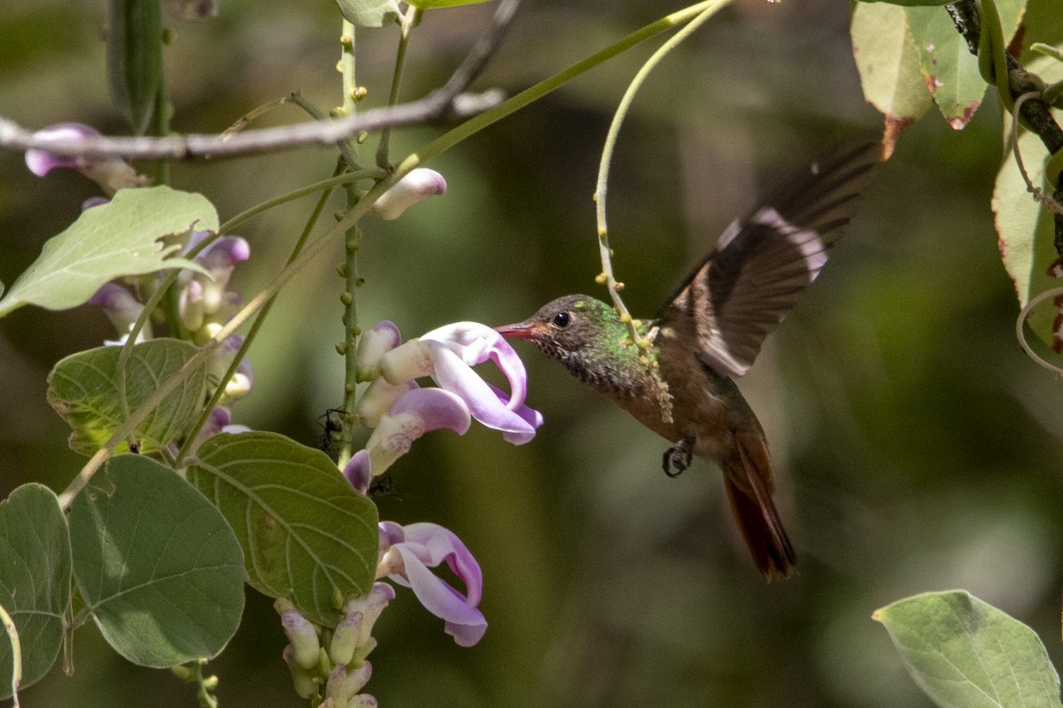 Buff-bellied Hummingbird - ML608286119