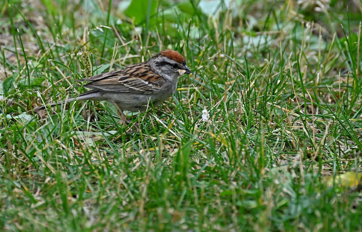 Chipping Sparrow - ML608286209