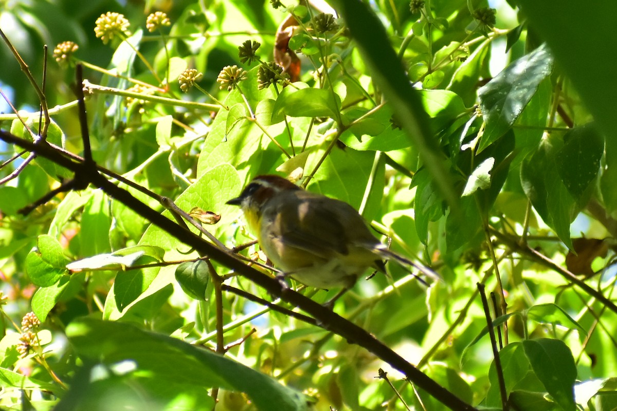 Rufous-capped Warbler - ML608286358
