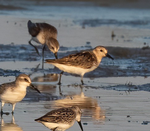 EBird Checklist 29 Aug 2023 Yolo Bypass Wildlife Area 1 Species   1200