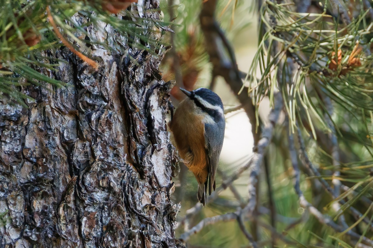 Red-breasted Nuthatch - ML608287594