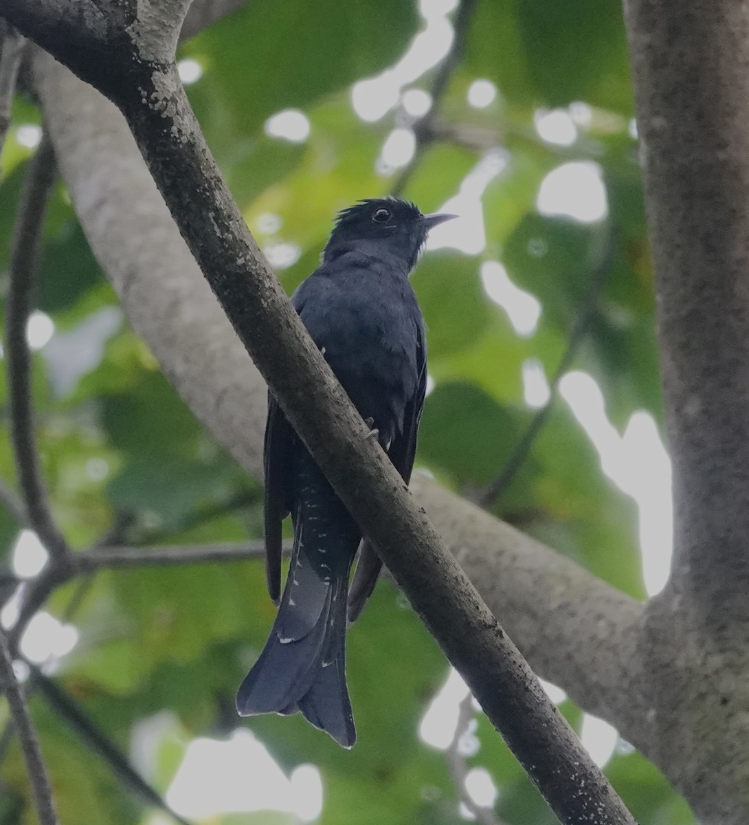 Square-tailed Drongo-Cuckoo - ML608287610