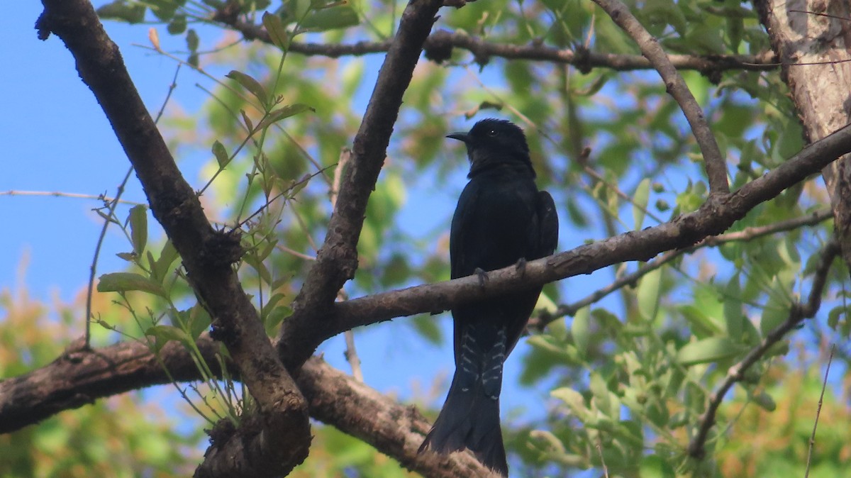Fork-tailed Drongo-Cuckoo - Sujay Biswas