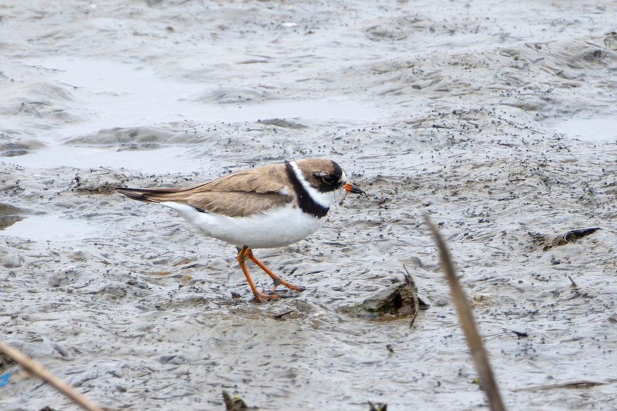 Semipalmated Plover - ML608288046