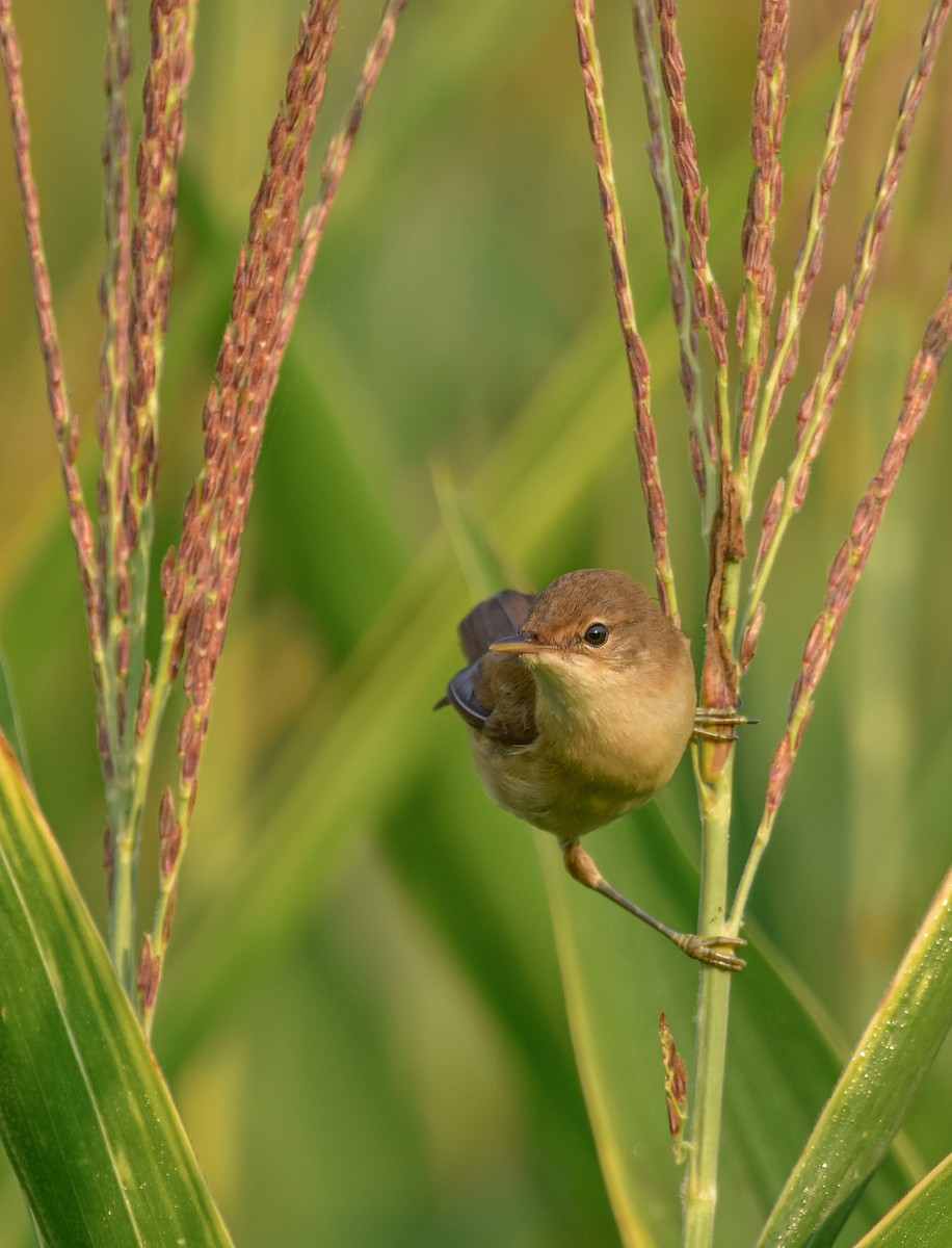 Common Reed Warbler - ML608288077