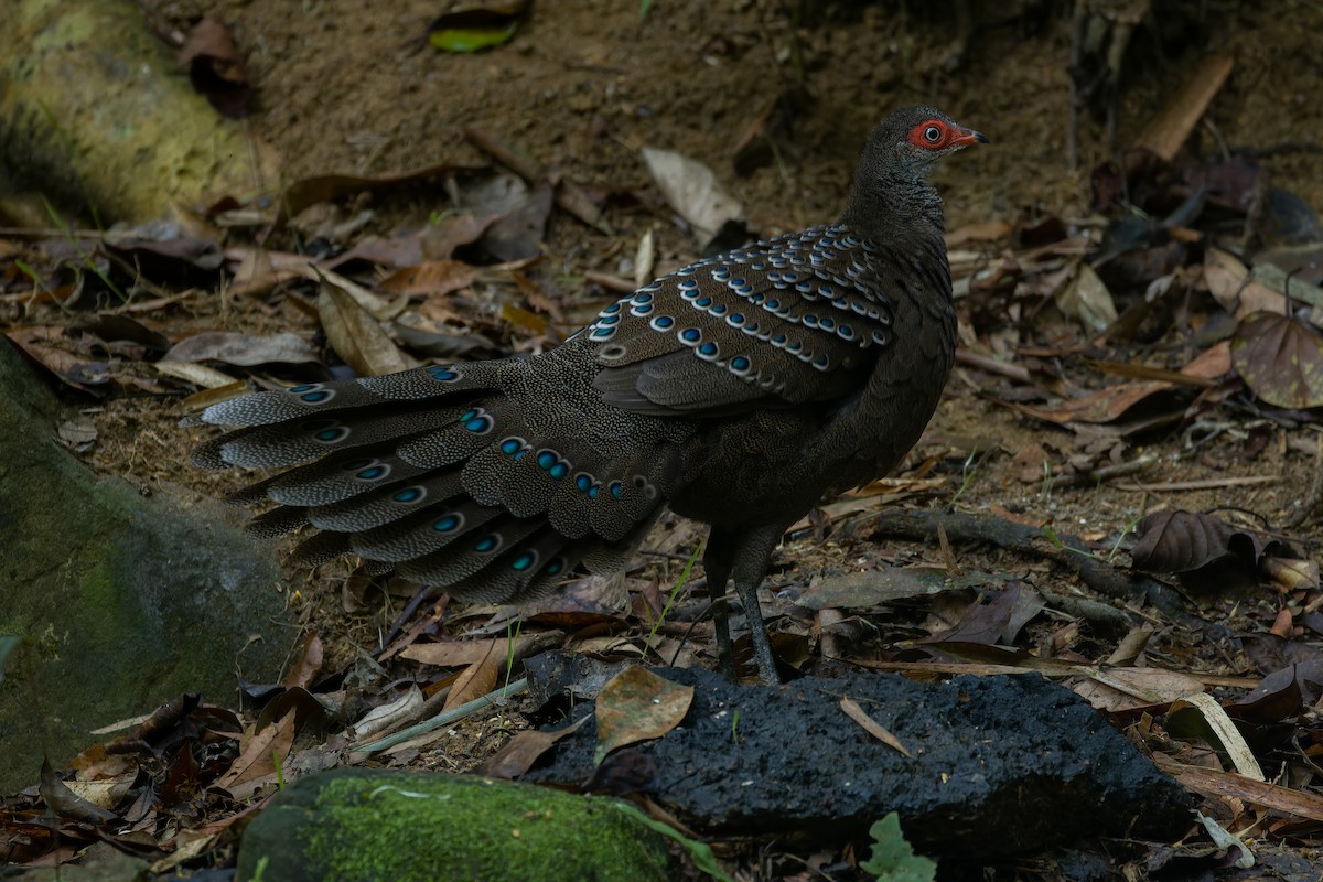 Hainan Peacock-Pheasant - 俊峰 于