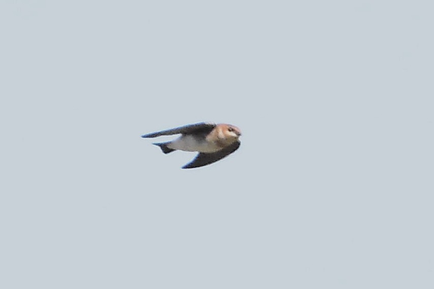 Tawny-headed Swallow - ML608289958