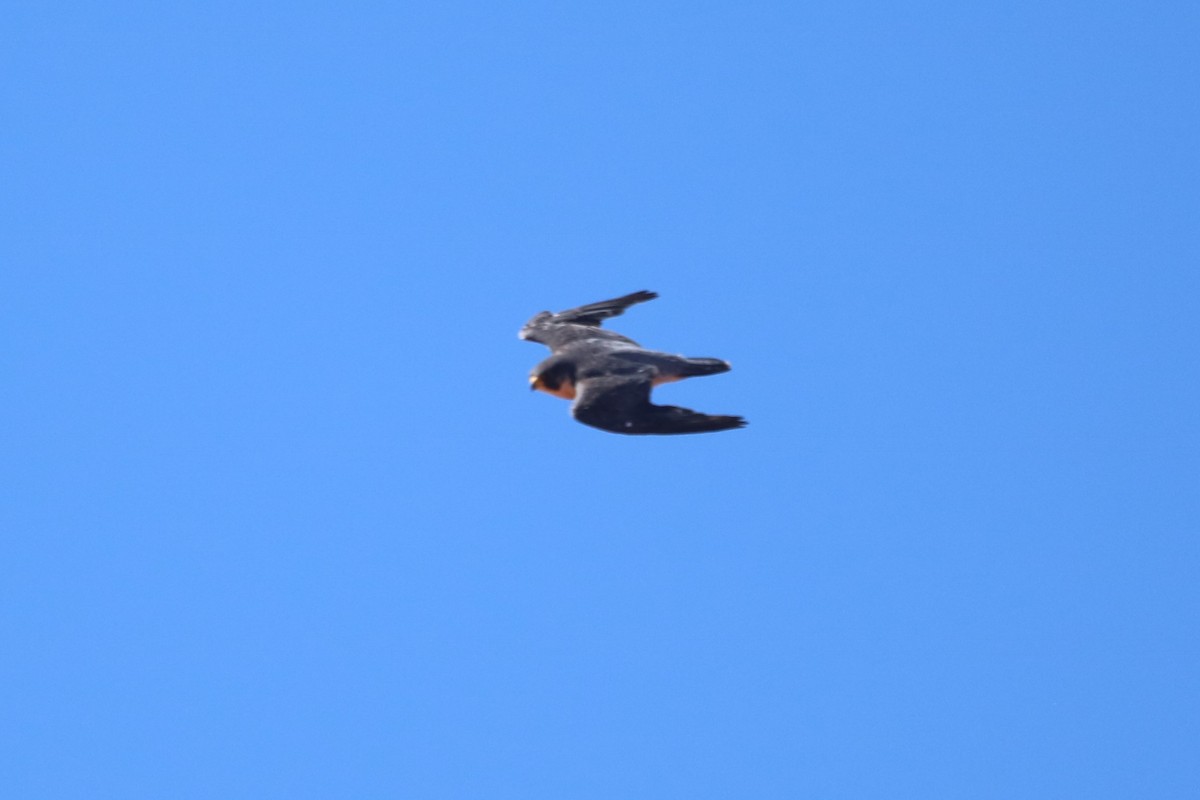 Peregrine Falcon (North American) - ML608290094